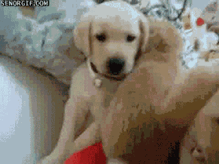 puppy and rabbit gif