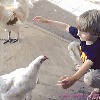 Chicken Give the Best Hug For Kid