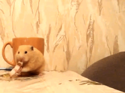 greedy hamster