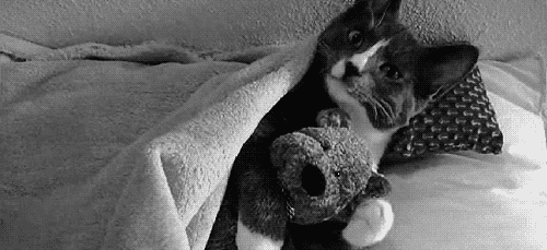Cute Kitten Hugs His Teddy Bear