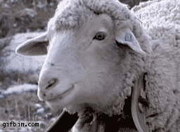 dramatic sheep