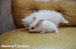 White Bunny And Cat