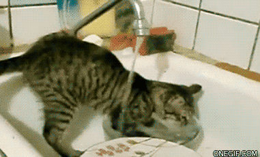 Dishwasher cat