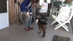 Baby Goat Jumps With Girl