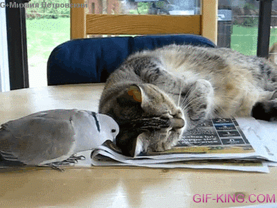 Dove Annoys Sleeping Cat