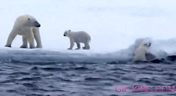 Polar Bear Mom Helps Kid Out of Water