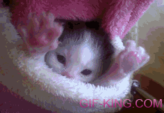 Tiny Kitten Yawning