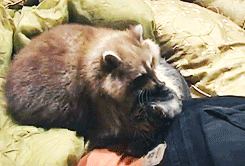 raccoon grooming cat