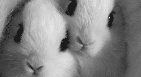 bunny nose