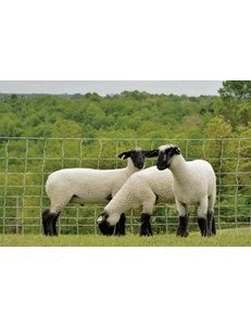 Electric Fence Netting