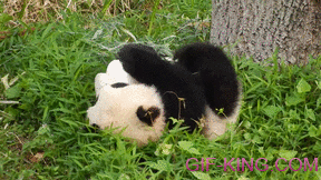 Here Is A Baby Panda Rolling Down A Hill