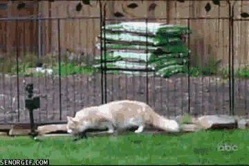 Cat in garden sprinkler