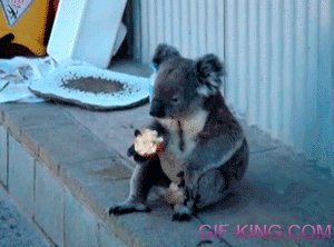 Eucalyptus? I'm Going to Eat an Apple - koala