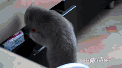 cat caught stealing