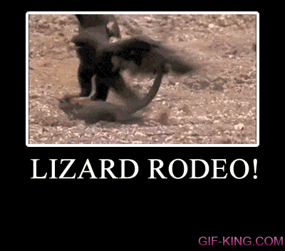 Lizard Rodeo