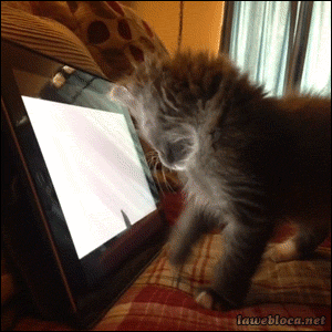Kitten plays with iPad