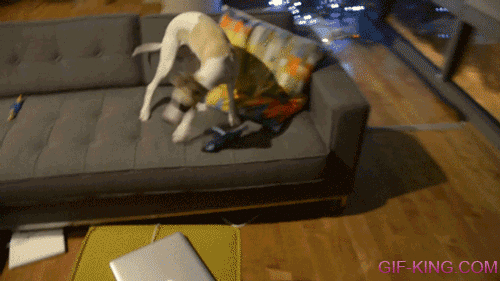 Dog Walking On Couch Fail