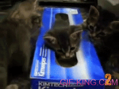 Kitten in Tissue Box
