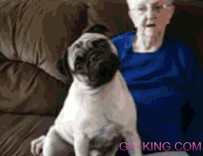Pug Struggles to Understand What You Are Talking About