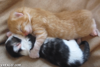 Cute! Kittens
