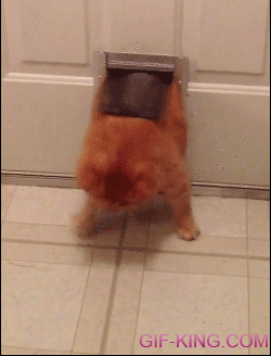 fat cat stuck pet door
