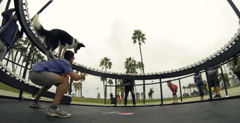 Bullet-time dog jumping after frisbee