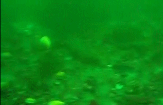 Scallops swimming.
