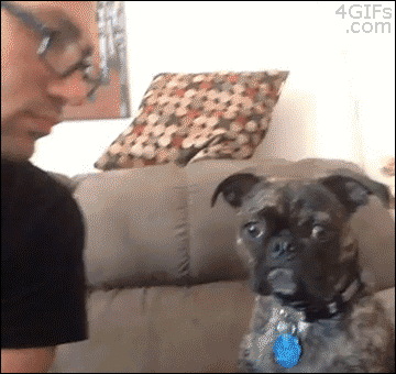 Dog Doesn't Want To Be Kissed
