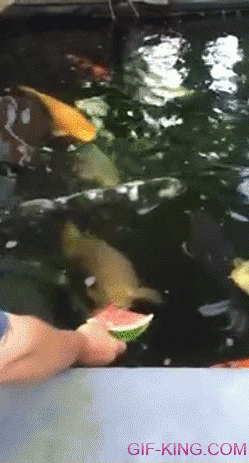 Koi Fish Inhales Watermelon