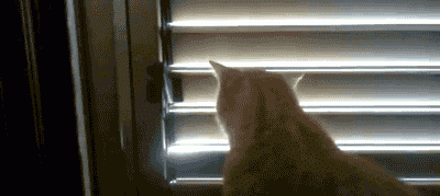 Cat knows how to open blinds