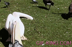 Pelican Swallow A Pigeon