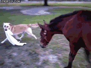 Dog and horse playing