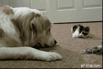 pictures of dogs and cats gif image