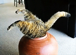 cat in pot