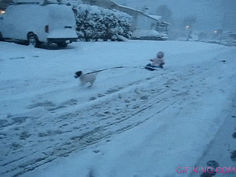 Dog Pulling Baby on a Sled