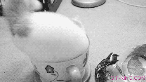 Cat Sitting in Tea Cup