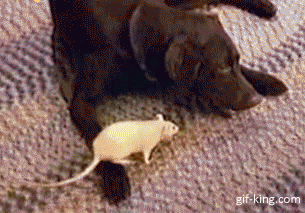 Rat fingt Dog