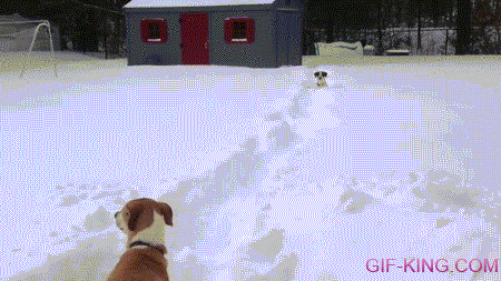 Dogs Play Chicken in Snow