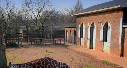 Just Giraffe Saying Hello Aww
