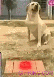 Dog Prank Funny Reaction