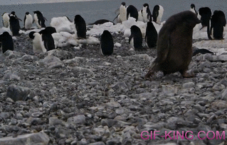 Baby Penguin Fail