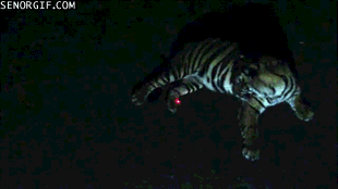 Cute Tiger Plays With Laser Pointer