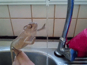 Chameleon Washes Its Hands In Kitchen Sink