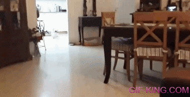 Cute dog flying to the sofa epic fail