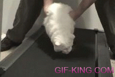 Lazy Fat Cat on a Treadmill