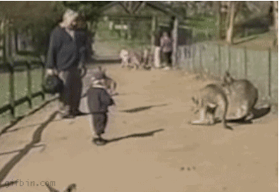 Kid vs. kangaroo