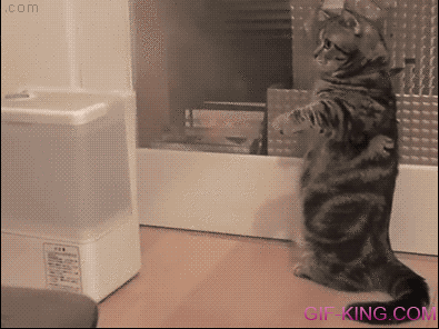 Cat fights humidifier