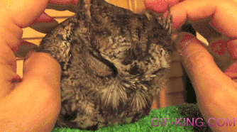 Owl Massage