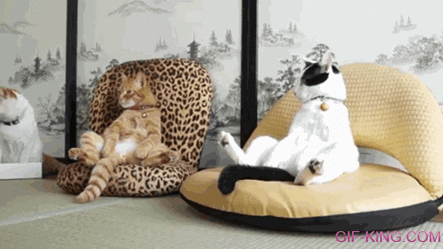 Cat Council Sits