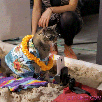 The Coolest Cat Selfie